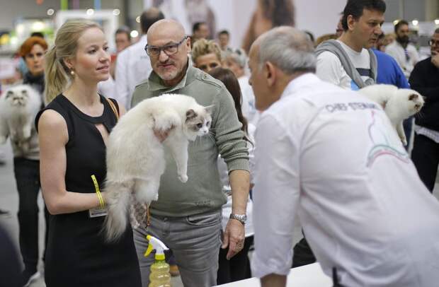 Выставка кошек в Риме Выставка кошек в Риме