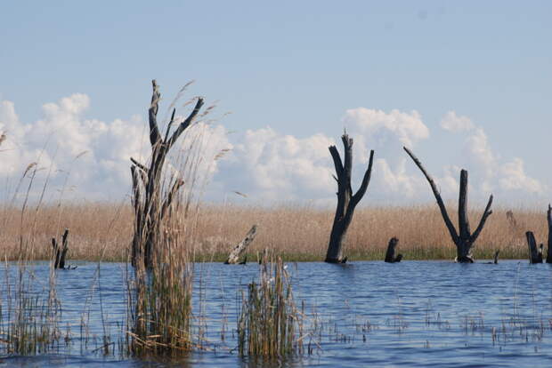 Заливное озеро - болото, тип водоема, если я не ошибаюсь называется гидрологические каналы природа, рыбалка
