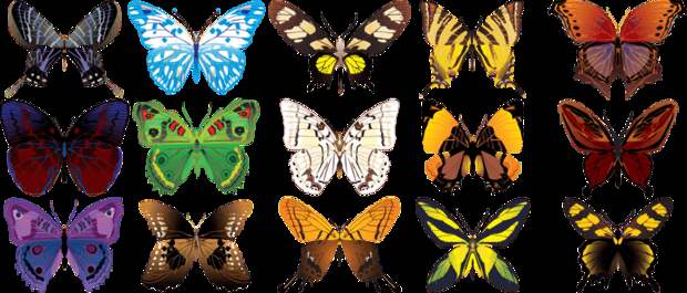 Бабочки — наверное самые красивые насекомые. Бабочки всегда являлись символом любви, красоты, чистоты и радости. Невозможно представить, как из невзрачных гусениц появляются эти прекрасные создания. 15 самых интересных фактов о бабочках.