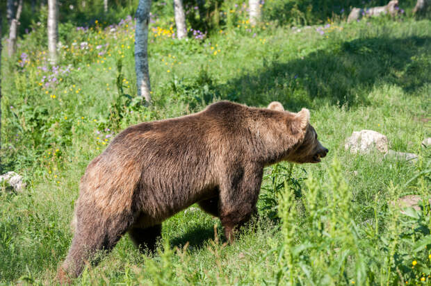 Полный песец в Норвежском Polar park