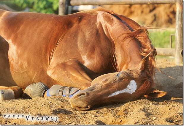 Спящий конь 