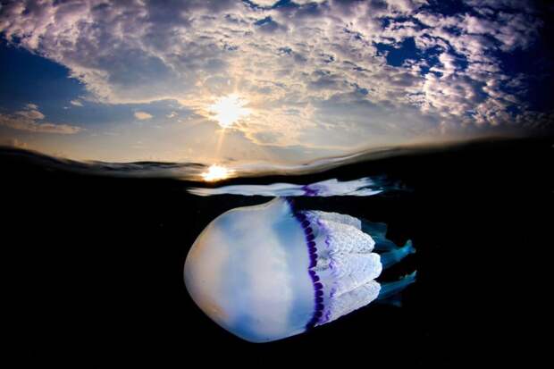 При помощи специальных отсеков, расположенных по бокам ее «колокола», медуза сохраняет равновесие в воде. Плыть медузе помогают подводные течения.  животный мир, медузы