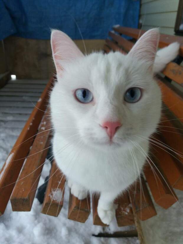 Зимний дачный конкурс "Найдите белого котика!" продолжается. Смотрите внимательно