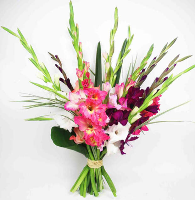 Гладиолусы символизируют страстную любовь - цветы на День Святого Валентина - 14 февраля