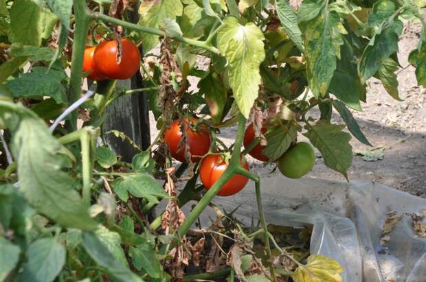Страшную фитофтору уничтожила... медной проволокой и получила огромный урожай помидоров!