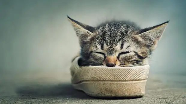 22 уютно спящих котенка