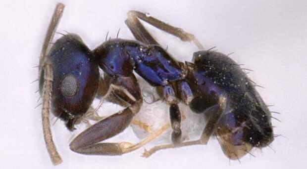 Ученые обнаружили в Индии новый вид голубых муравьев