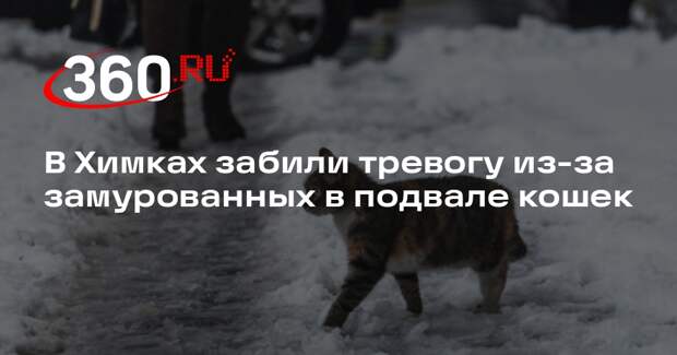 МГИК эвакуировал кошек из подвалов общежития и поставил решетки на вход