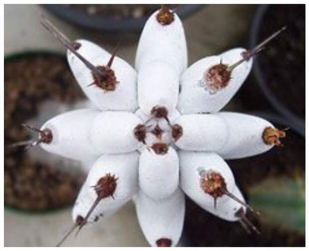 Кактус Stenocereus beneckei невероятное, растения, удивительное, факты, флора