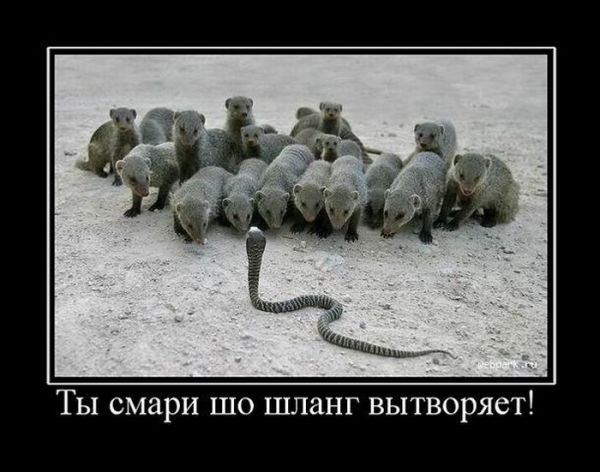 Демотиваторы про животных Демотиваторы про животных