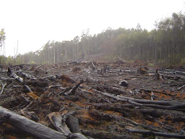 Русский лес безжалостно вырубают ради экспорта в Китай