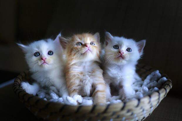 Котята. Фото: pixabay.com