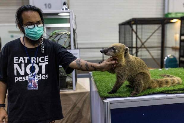 Выставка животных Pet Expo Thailand 2021 в Бангкоке