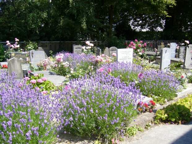 Многолетние цветы на кладбище