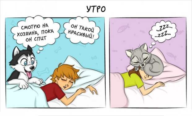 Как отличается жизнь с кошкой и жизнь с собакой 