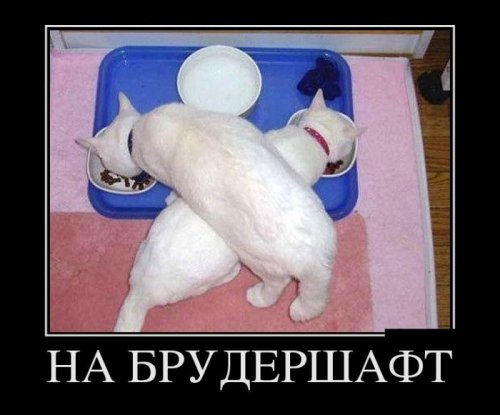 Новые демотиваторы (24 шт)