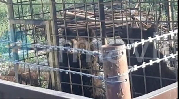 Клетка с медведями на соседнем дачном участке: неожиданная находка в Армавире