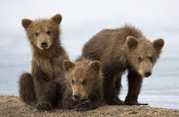 Невероятные фотографии медведей 14
