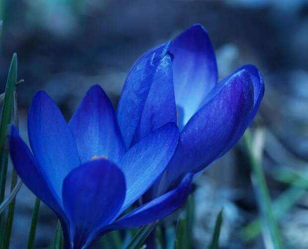 Темно-синие бутоны Оксониана