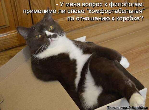 Лучшие котоматрицы недели (50 фото)