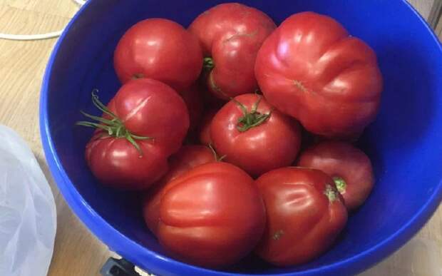 4000 тонн помидоров выращено за год в теплицах Рязанской области