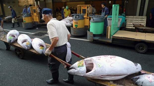 Рыбный рынок Цукидзи: крупнейший в мире рынок рыбы