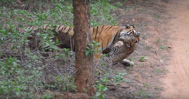 Тигрица на глазах у туристов загрызла леопарда индия, леопард, схватка, тигр, хищник
