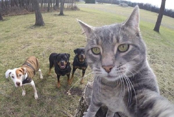 Котоселфи как новый тренд 