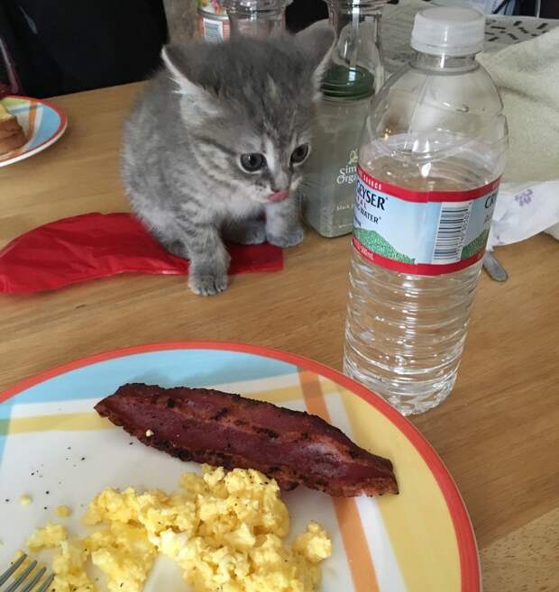 Без кота и жизнь не та