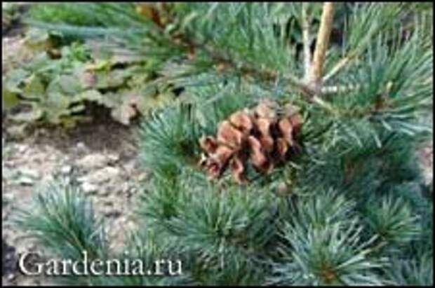 Сосна японская с шишкой