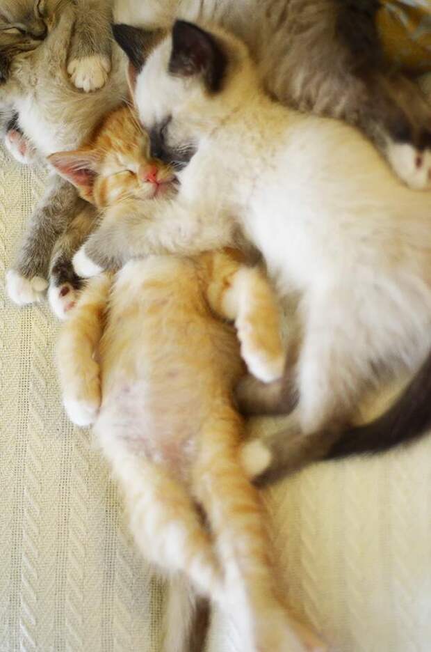 22 уютно спящих котенка 22 уютно спящих котенка