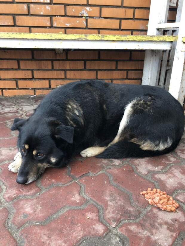 В Курске собака преданно ждёт свою умершую хозяйку преданность, собака, фото