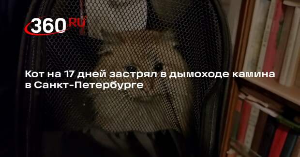 Кот на 17 дней застрял в дымоходе камина в Санкт-Петербурге