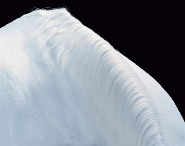 Эта фотография арабской лошади остаётся одним из фаворитов самого автора. животные, портрет