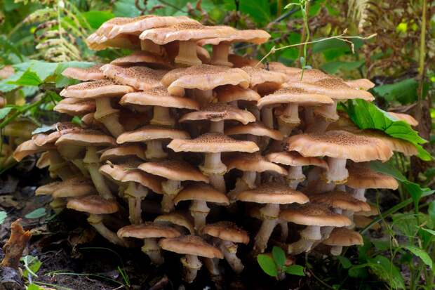 http://bigpicture.ru/wp-content/uploads/2014/09/mushrooms02.jpg