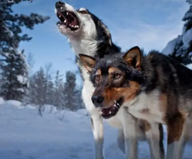 Стая бездомных собак. Стая бродячих собак. Свора бродячих собак. Стая собак. Стая лающих.
