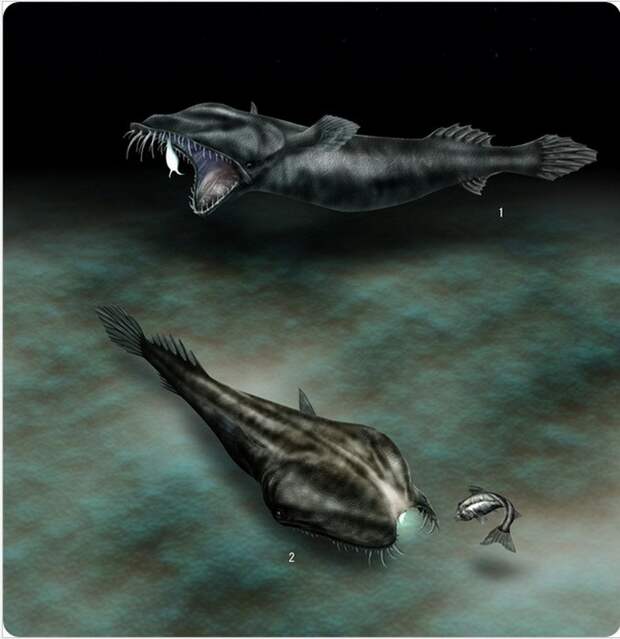 Тауматихты — жуткие глубоководные монстры-рыбаки