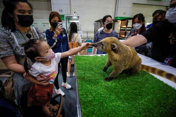 Выставка животных Pet Expo Thailand 2021 в Бангкоке