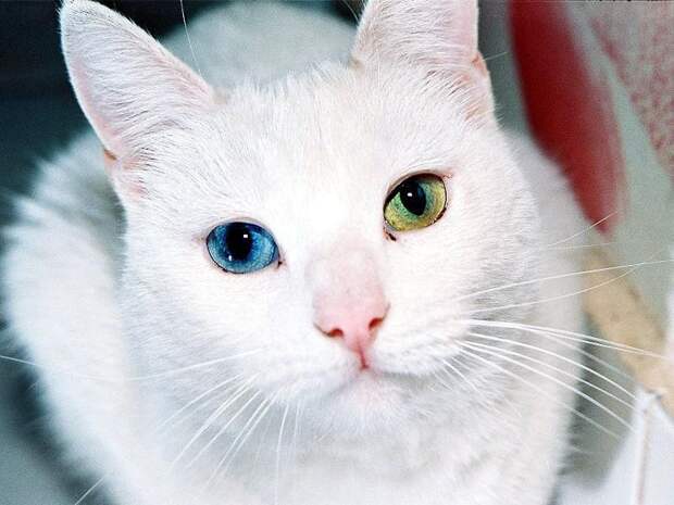 20 животных, у которых глаза разного цвета  глаза, животные