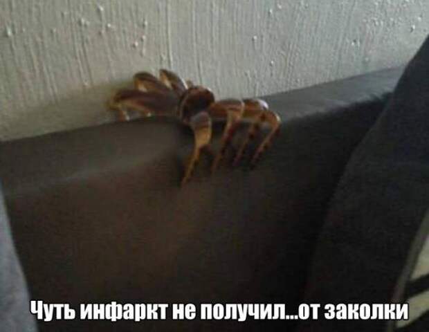 Картинки, юмор, приколы