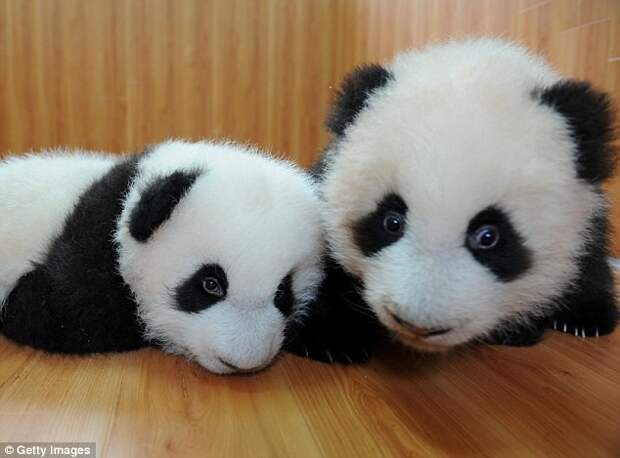 А эти милахи родились в центре по защите и исследованию больших панд в Чэнду в 2008 году животные, милота, панды