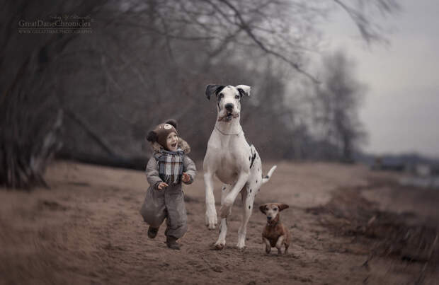 Энди Селиверстов фотографии детей и их больших собаках 27