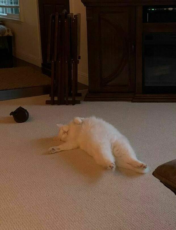 17 уморительных снимков котов, которые занимаются дуракавалянием