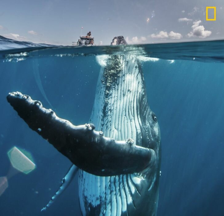 15 снимков National Geographic, на которых запечатлены удивительные моменты
