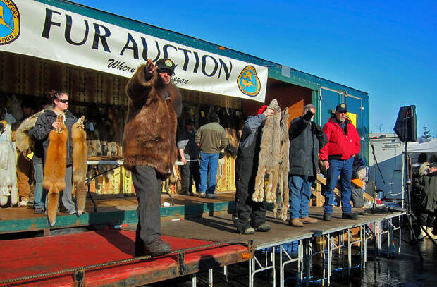 2013iditarod200-XL 2013iditarod200-XL