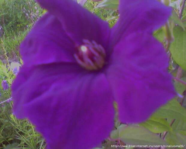 Photo-0382 (700x560, 259Kb)