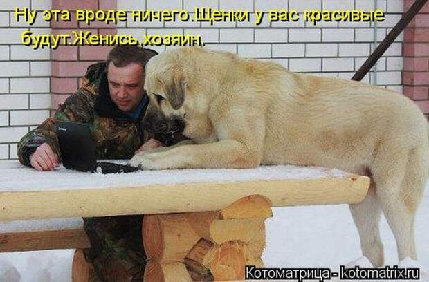 Лучшие котоматрицы за неделю