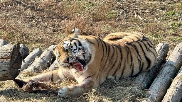 Олени должны спасти жителей Приморья от тигров