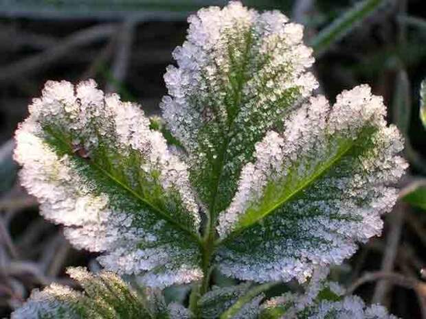 plants-may14-13.jpg