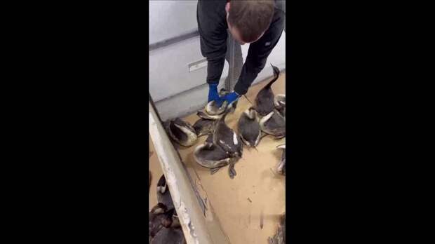 На побережье Анапы обнаружили десятки птиц в мазуте после ночного шторма.